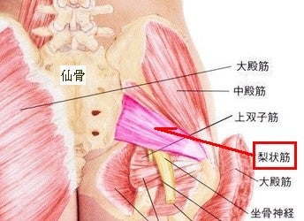 梨状筋と坐骨神経